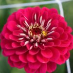 Zinnia - Kirli Hanım Tohumu ( Dev çiçekli, Uzun Boylu ) - Kırmızı Renkli - 5 Tohum