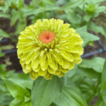 Zinnia - Kirli Hanım Tohumu ( Dev çiçekli, Uzun Boylu ) - Lime Renkli - 5 Tohum