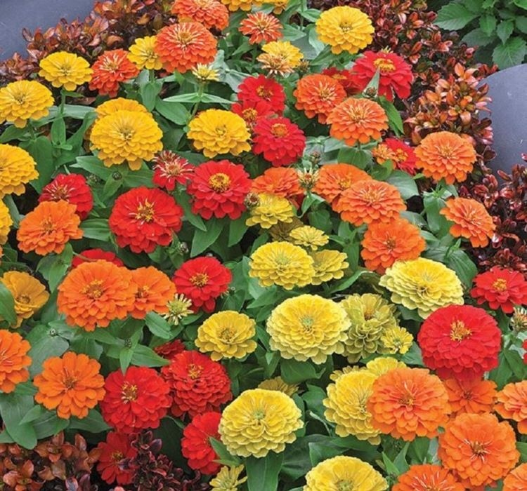 Zinnia tohumu ekimi ve bakımı - 1