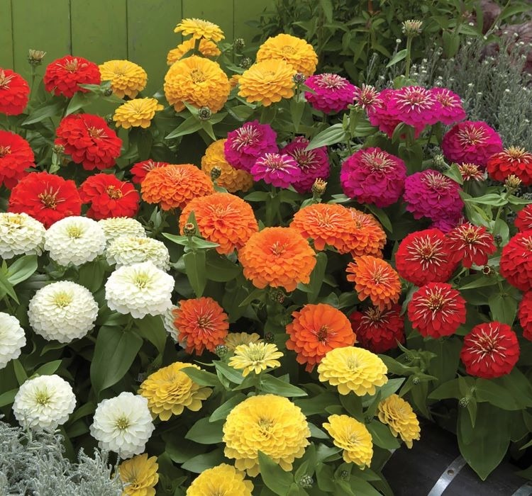 Zinnia tohumu ekimi ve bakımı - 2