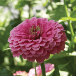 Zinnia - Kirli Hanım Tohumu ( Dev çiçekli, Uzun Boylu ) - Pembe Renkli - 5 Tohum