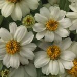Zinnia Çiçeği Tohumu ( Mini Çiçekli, Kirli Hanım ) Beyaz Renkli - 5 Tohum