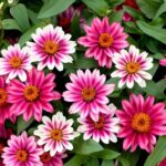 Zinnia Çiçeği Tohumu ( Mini Çiçekli, Kirli Hanım ) Cherry Renkli - 5 Tohum