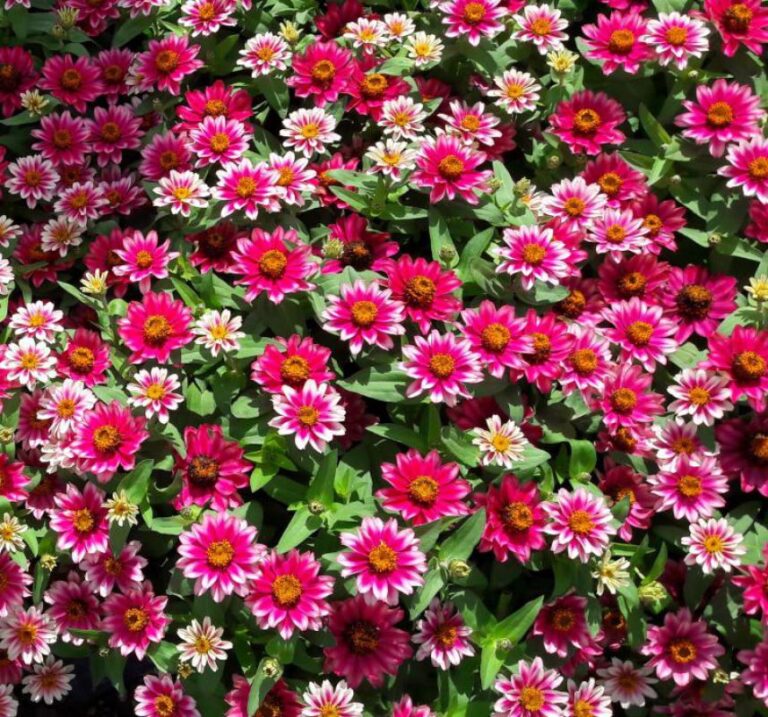Zinnia çiçeği tohumu kirli hanım - 2
