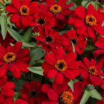 Zinnia Çiçeği Tohumu ( Mini Çiçekli, Kirli Hanım ) Kırmızı Renkli - 5 Tohum