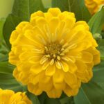 Zinnia ( Kirli Hanım ) Büyük Geniş Çiçekli - SARI ( 5 Tohum )