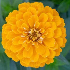 Zinnia - Kirli Hanım Tohumu ( Dev çiçekli, Uzun Boylu ) - Sarı Renkli - 5 Tohum