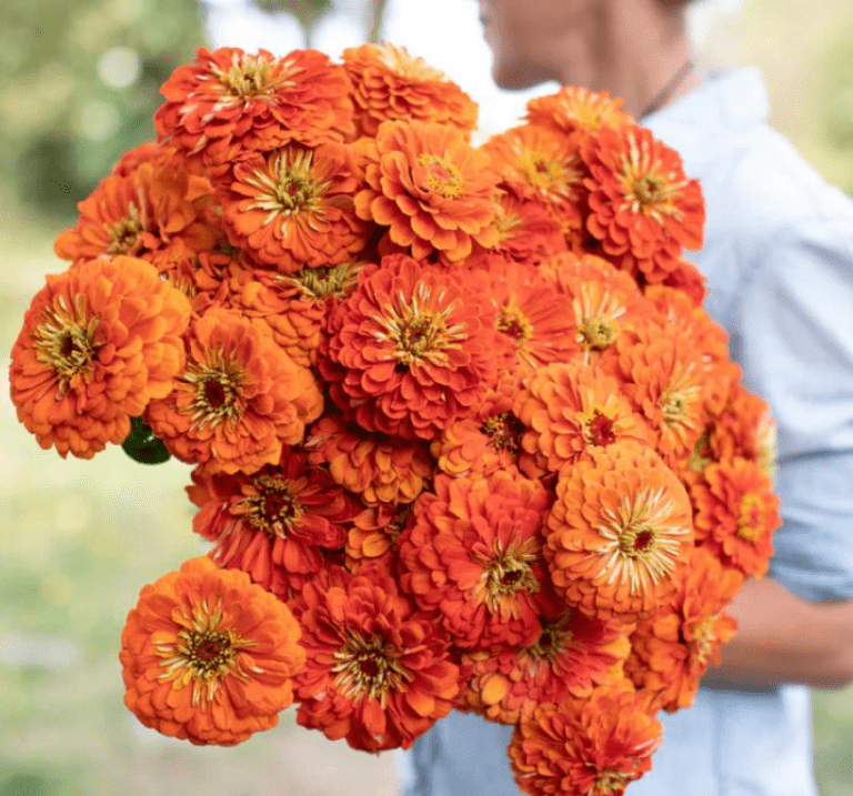 Zinnia tohumu ekimi ve bakımı - 1