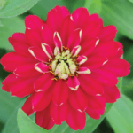 Kirli Hanım ( Zinnia İri Çiçek ) Kırmızı Beyaz Renkli - 5 Tohum