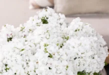 Atlantis Orkide Çiçeği Beyaz Renk – Özellikleri ve Doğru Kullanım İpuçları