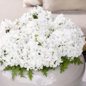 Atlantis Orkide Çiçeği Beyaz Renk - Saksılık 5 Tohum