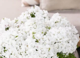 Atlantis Orkide Çiçeği Beyaz Renk – Özellikleri ve Doğru Kullanım İpuçları Atlantis Orkide Çiçeği Beyaz Renk