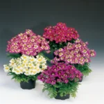 Atlantis Orkide Çiçeği Karışık Renk - Saksılık 5 Tohum