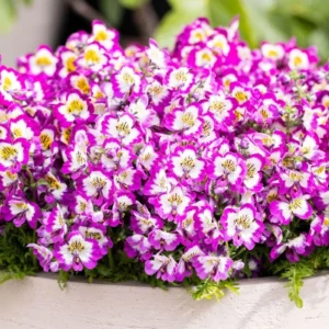 Atlantis Orkide Çiçeği Lila Renk - Saksılık 5 Tohum