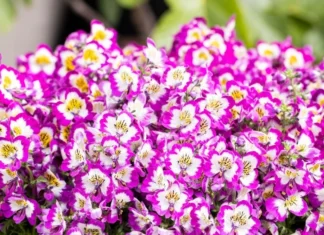 Atlantis Orkide Çiçeği Lila Renk – Özellikleri ve Pratik Bakım Rehberi