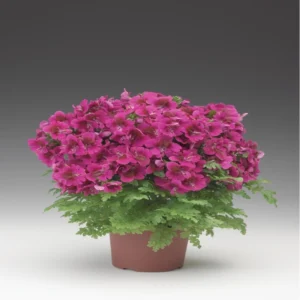 Atlantis Çiçeği Mor Renk - Saksılık 5 Tohum