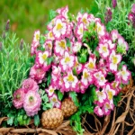 Atlantis Orkide Çiçeği Rose Çift Renk - Saksılık 5 Tohum