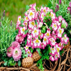 Atlantis Orkide Çiçeği Rose Çift Renk - Saksılık 5 Tohum