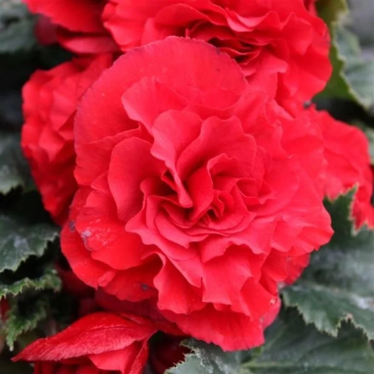 Begonya katmerli tohum ekimi - 1