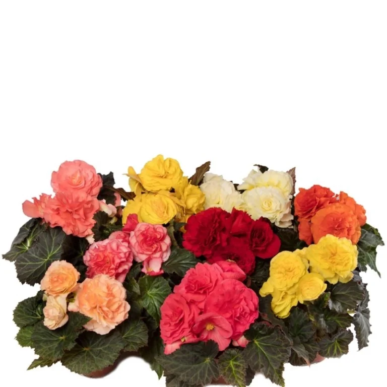 Begonya katmerli iri karışık renk tohumları - 1