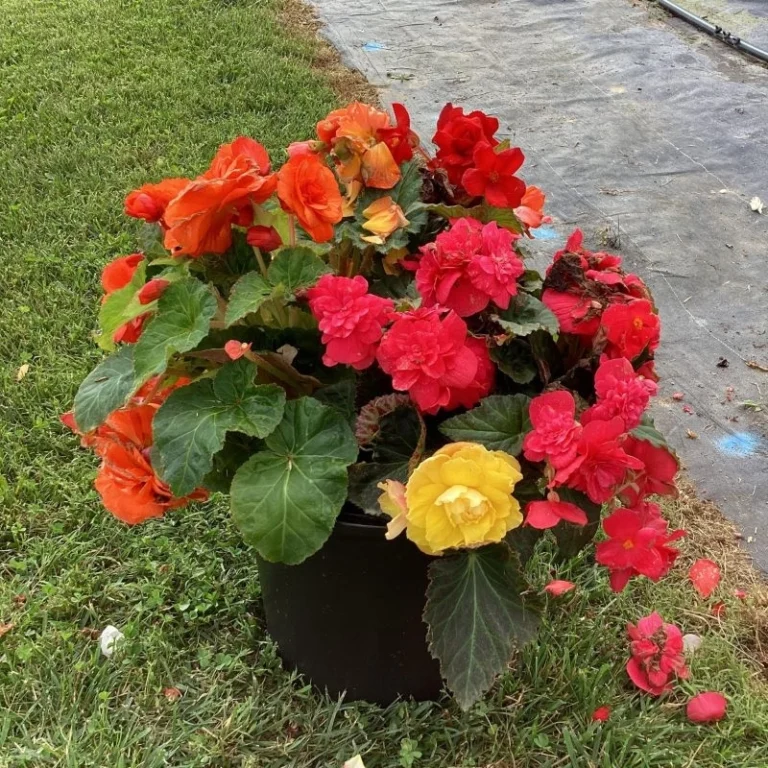 Begonya katmerli iri karışık renk tohumları - 2