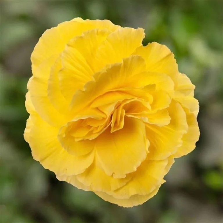 begonya - 2