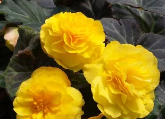 Begonya Katmerli İri Sarı Renk – Özellikleri ve Pratik Bakım Rehberi begonya