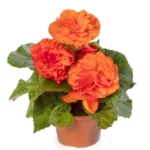 Begonya Katmerli İri Turuncu Renk - Saksılık 10 Tohum