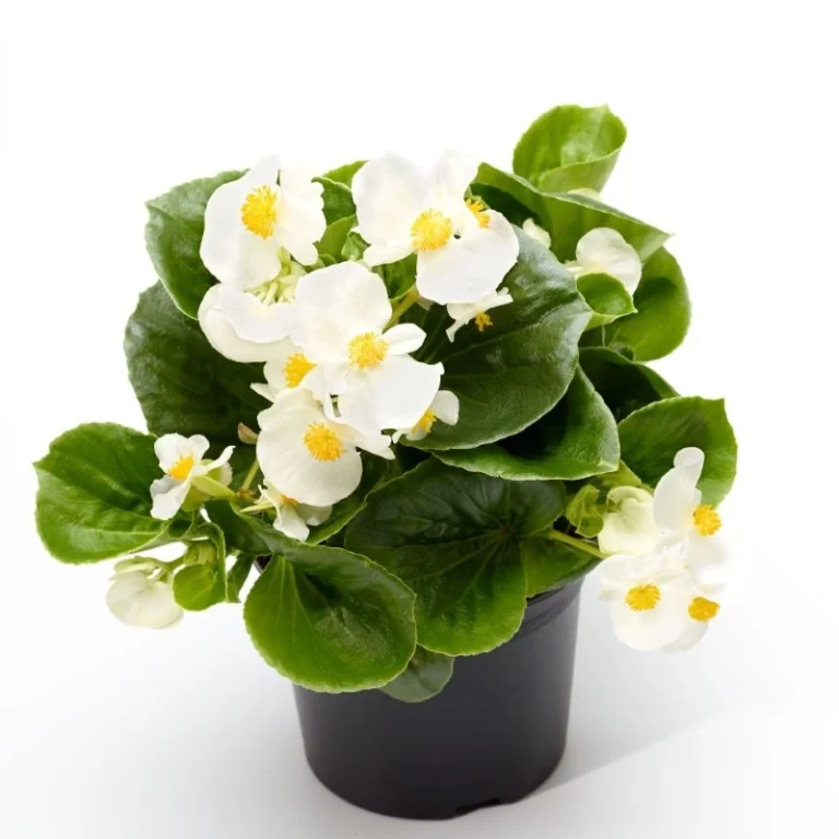 Begonya tohumu ekimi ve bakımı - 2