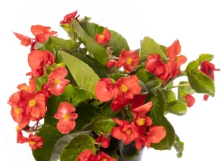 Begonya Büyük Çiçek Seri Kırmızı Renk – Satın Alma ve Kullanım Rehberi Begonya tohumları ile çiçek yetiştirme