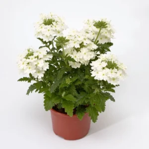 Mine Çiçeği Sarkan Seri Beyaz Renk - Saksılık 10 Tohum