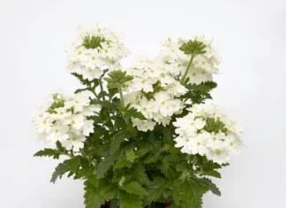 Mine Çiçeği Sarkan Seri Beyaz Renk – Özellikleri ve Doğru Kullanım İpuçları Mine çiçeği sarkan seri beyaz renk tohumları