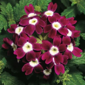 Mine Çiçeği Sarkan Seri Burgundy Renk - Saksılık 10 Tohum