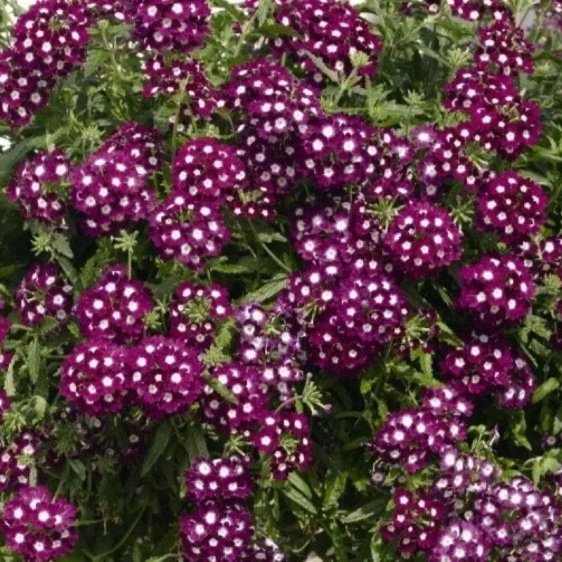 Mine çiçeği sarkan seri burgundy renk tohumları - 1