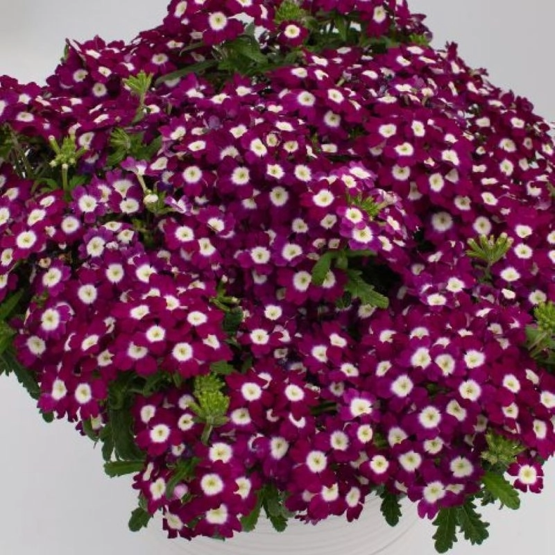 Mine çiçeği sarkan seri burgundy renk tohumları - 3