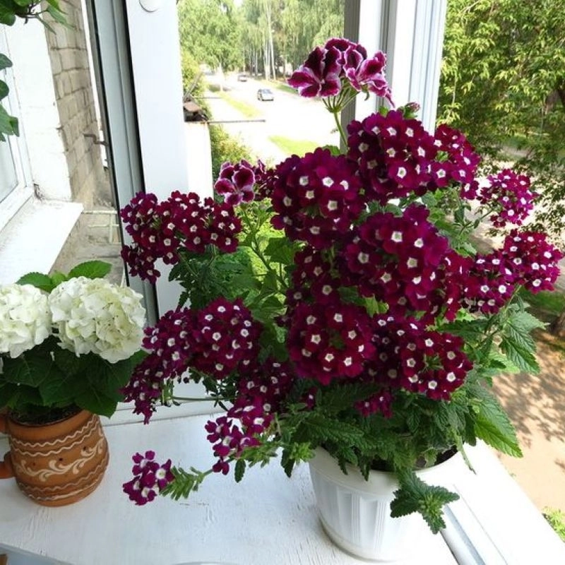 Mine çiçeği sarkan seri burgundy renk tohumları - 4