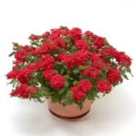 Mine Çiçeği Sarkan Seri Kırmızı Renk - Saksılık 10 Tohum