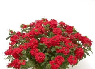 Mine Çiçeği Sarkan Seri Kırmızı Renk – Özellikleri, Bakımı ve Yetiştiriciliği