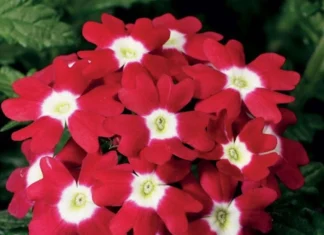 Mine Çiçeği Sarkan Seri Kırmızı Nokta Renk – Özellikleri ve Doğru Kullanım İpuçları Mine çiçeği sarkan seri kırmızı nokta renk tohumları