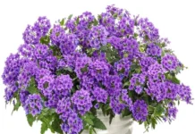 Mine Çiçeği Sarkan Seri Mavi Renk – Satın Alma ve Kullanım Rehberi Mine çiçeği sarkan seri mavi renkli tohum