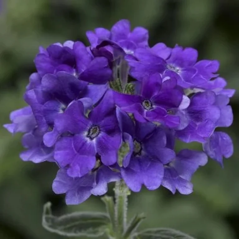 Mine çiçeği sarkan seri mavi renkli tohum - 1