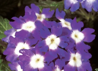 Mine Çiçeği Sarkan Seri Mavi Nokta Renk – Yetiştirme, Bakım ve Sulama İpuçları