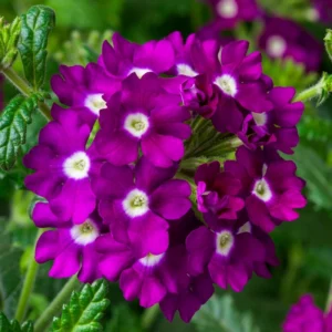 Mine çiçeği sarkan seri mor nokta renk tohumu