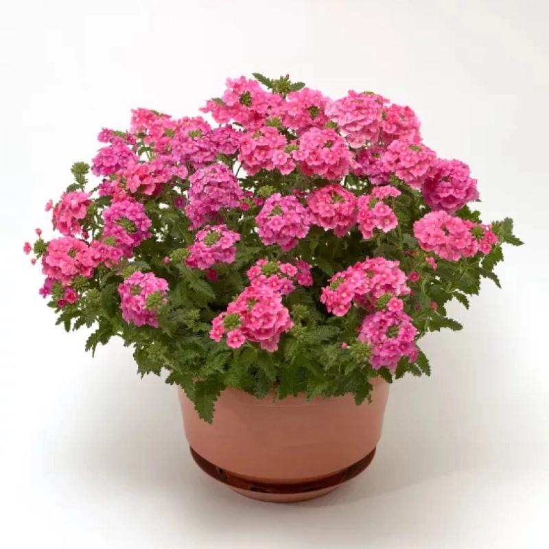 Mine Çiçeği Sarkan Seri Pembe Renk - Saksılık 10 Tohum