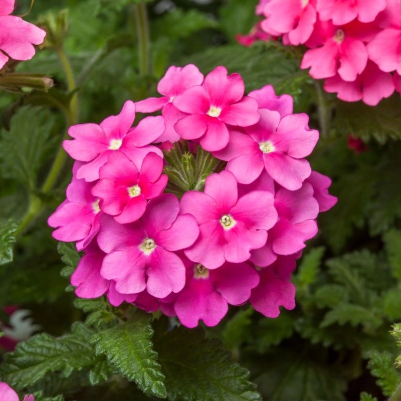 Mine Çiçeği Sarkan Seri Pembe Renk - Saksılık 10 Tohum