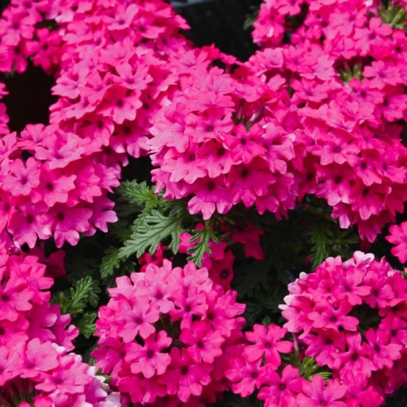 Mine Çiçeği Sarkan Seri Pembe Renk - Saksılık 10 Tohum