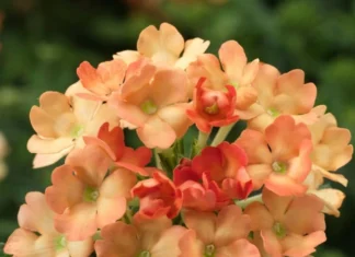 Mine Çiçeği Sarkan Seri Turuncu Renk – Nedir, Ne İşe Yarar? Özellikleri Mine çiçeği sarkan tohum