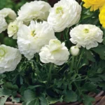 Şakayık Düğün Çiçeği Beyaz Renk - Saksılık 10 Tohum