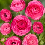 Şakayık Düğün Çiçeği Pembe Renk - Saksılık 10 Tohum