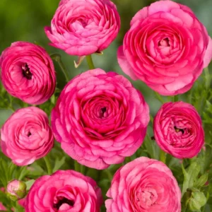 Şakayık Düğün Çiçeği Pembe Renk - Saksılık 10 Tohum